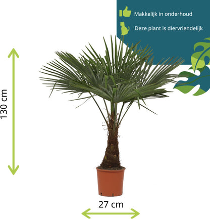  Winterharde Plamboom - Trachycarpus Fortunei 130cm