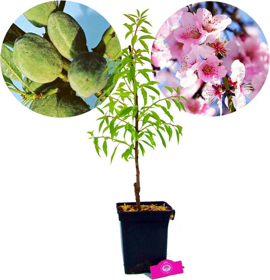  Prunus Dulcis 'Texas', Amandelboom, 5 Liter Pot