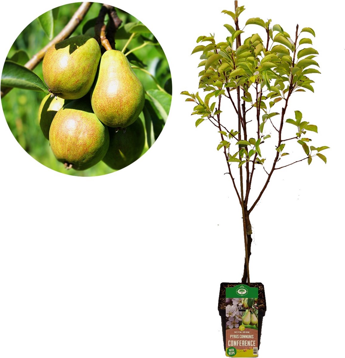  Voedselbos Pakket - 20 Fruitplanten - Op 25m2 Wildplukken! - Permacultuur - Moestuin - Voordeelpakket