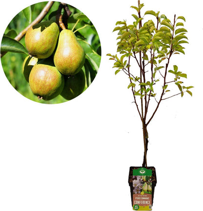  Voedselbos Pakket - 20 Fruitplanten - Op 25m2 Wildplukken! - Permacultuur - Moestuin - Voordeelpakket