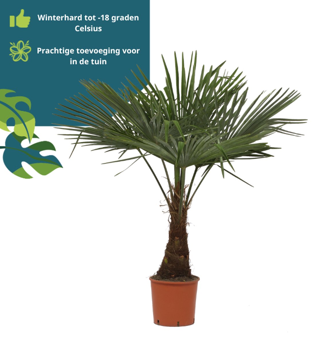  Winterharde Plamboom - Trachycarpus Fortunei 130cm