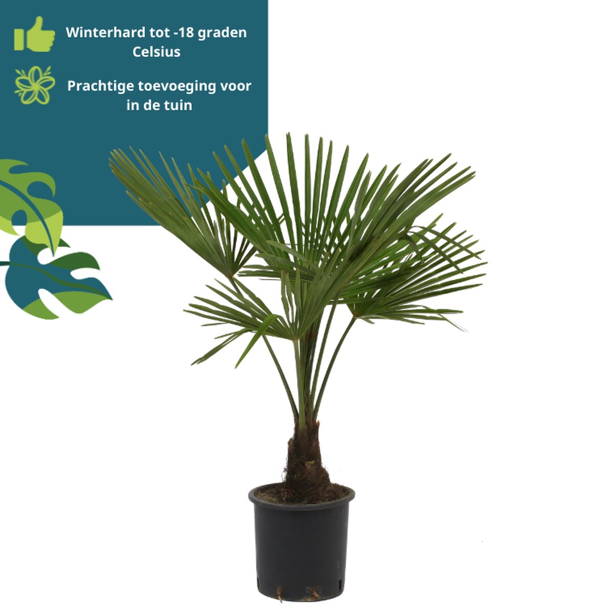  Winterharde Palmboom - Trachycarpus Fortunei 100cm