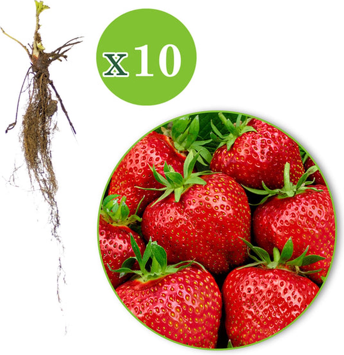  Jub Holland Elsanta Aardbeienplanten 10 Stuks - Zoete En Sappige Aardbeien - Fruitplanten - Kleinfruit - Garden Select