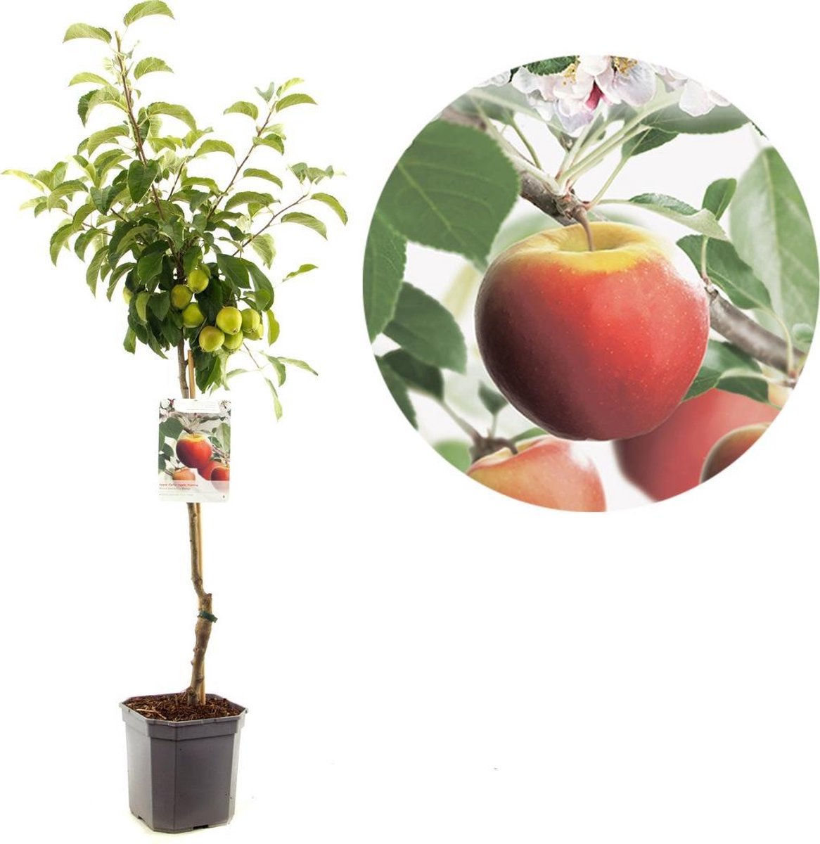  Appelboom - Malus Domestica Elstar - Najaarsappel - 150 Cm