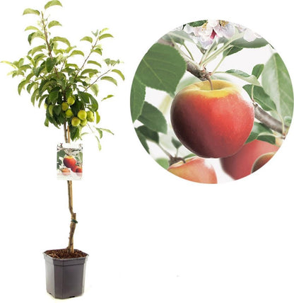  Appelboom - Malus Domestica Elstar - Najaarsappel - 150 Cm