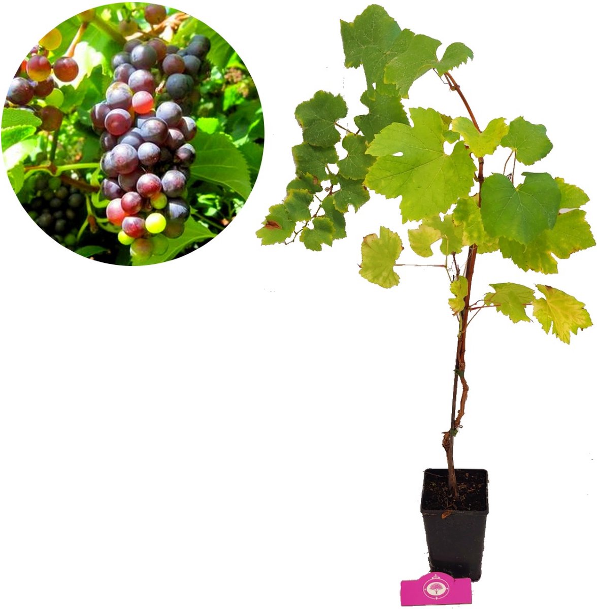  Set Van 3 Druivenplanten - Rode, Blauwe En Witte Druif - Hoogte 70cm - Vitis Vinifera