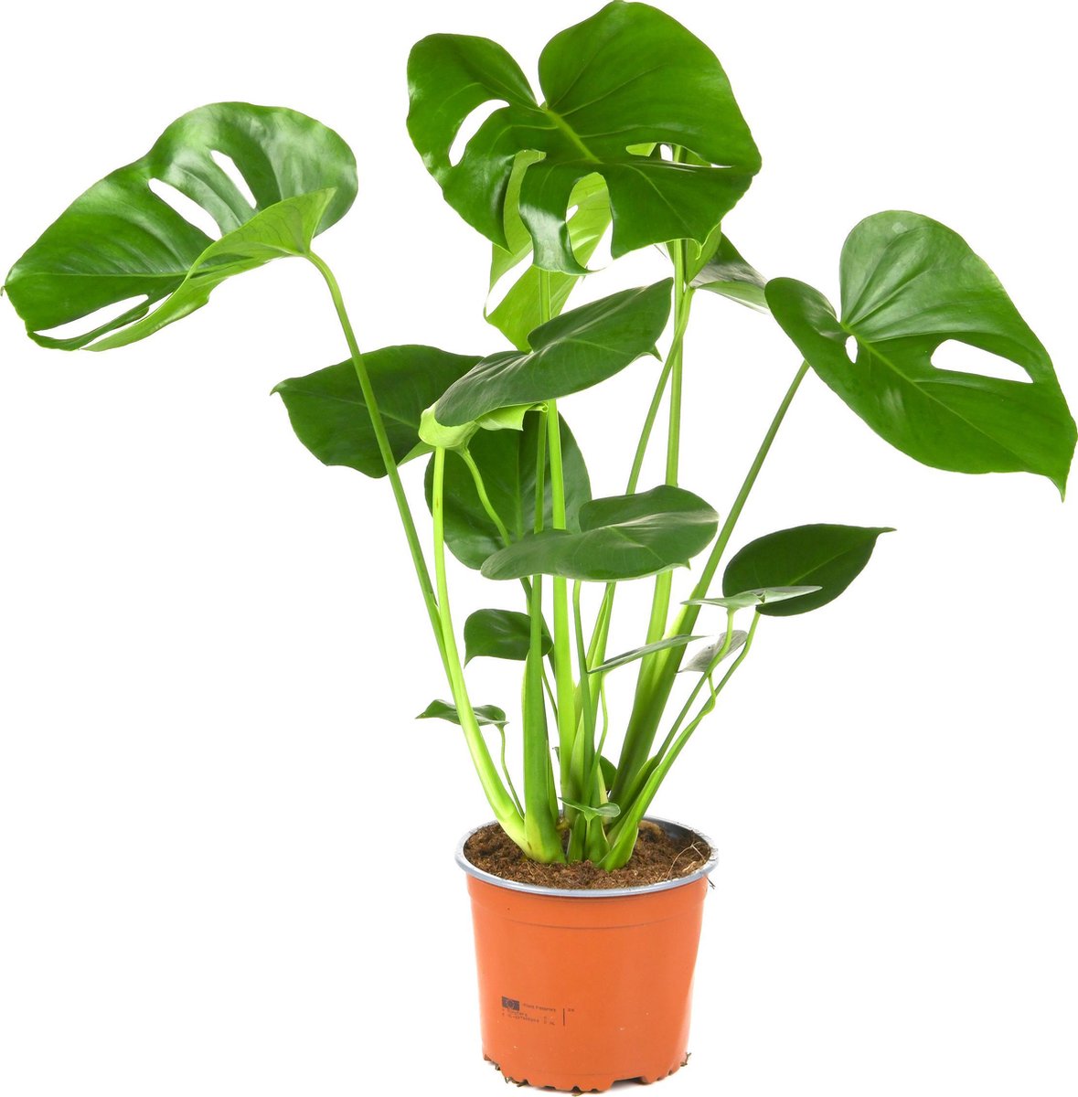  Monstera Deliciosa | Kamerplant | Groene Plant | Gatenplant | Potmaat 17cm | Hoogte 50cm | Geleverd In Kwekerspot