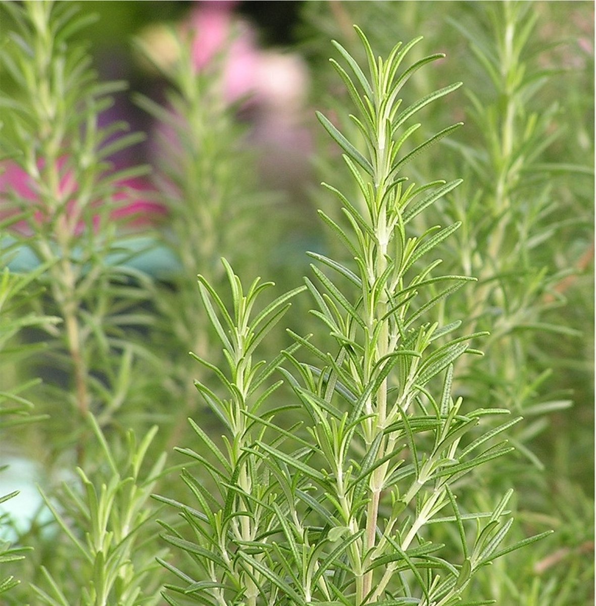  Kruidentuin - 6 Soorten Kruidenplanten: Maggi, Munt, Citroenmelisse, Curry, Rozemarijn, Tijm - Herbs - Kruidenplanten - Tuinplanten