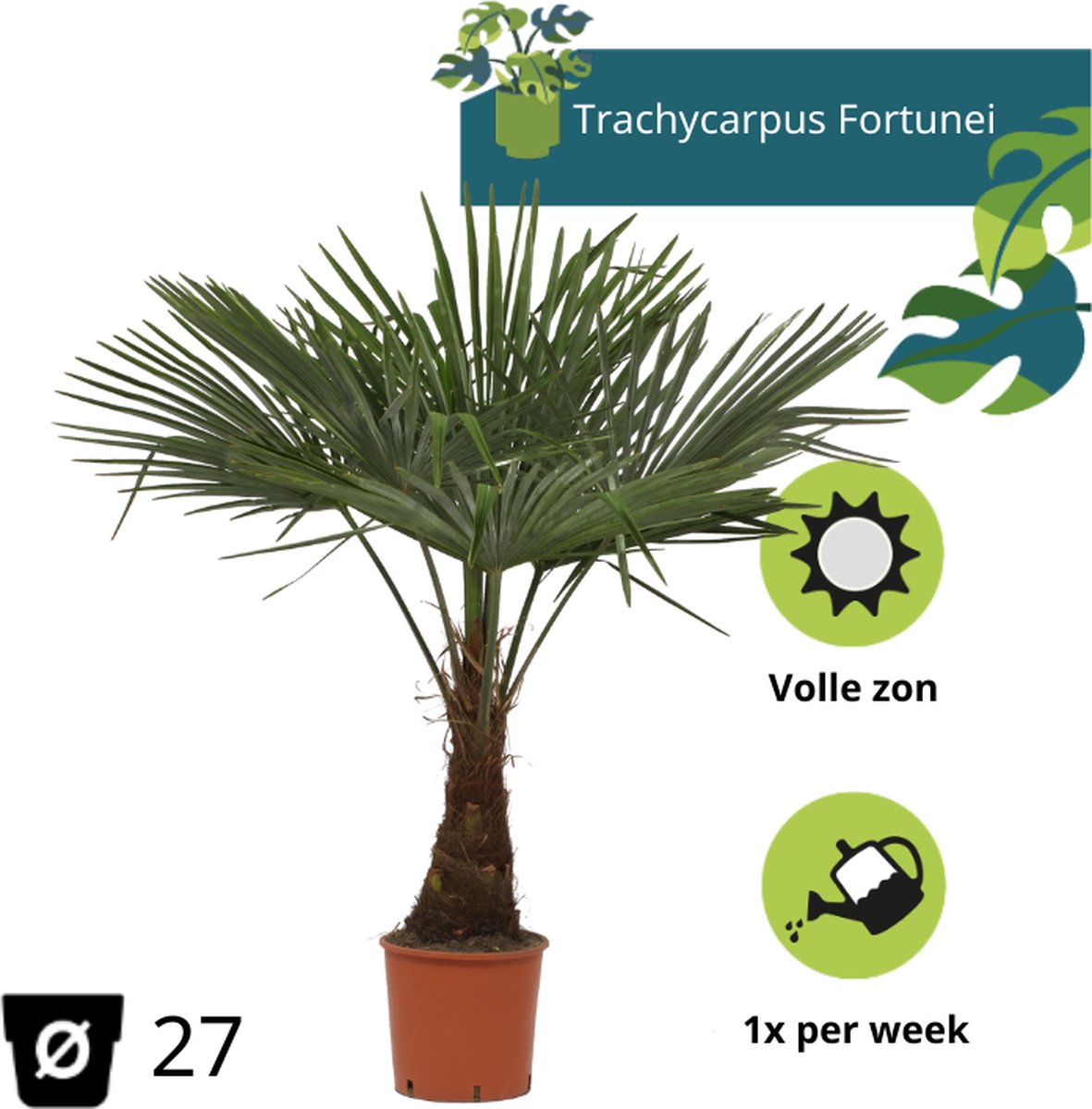  Winterharde Plamboom - Trachycarpus Fortunei 130cm