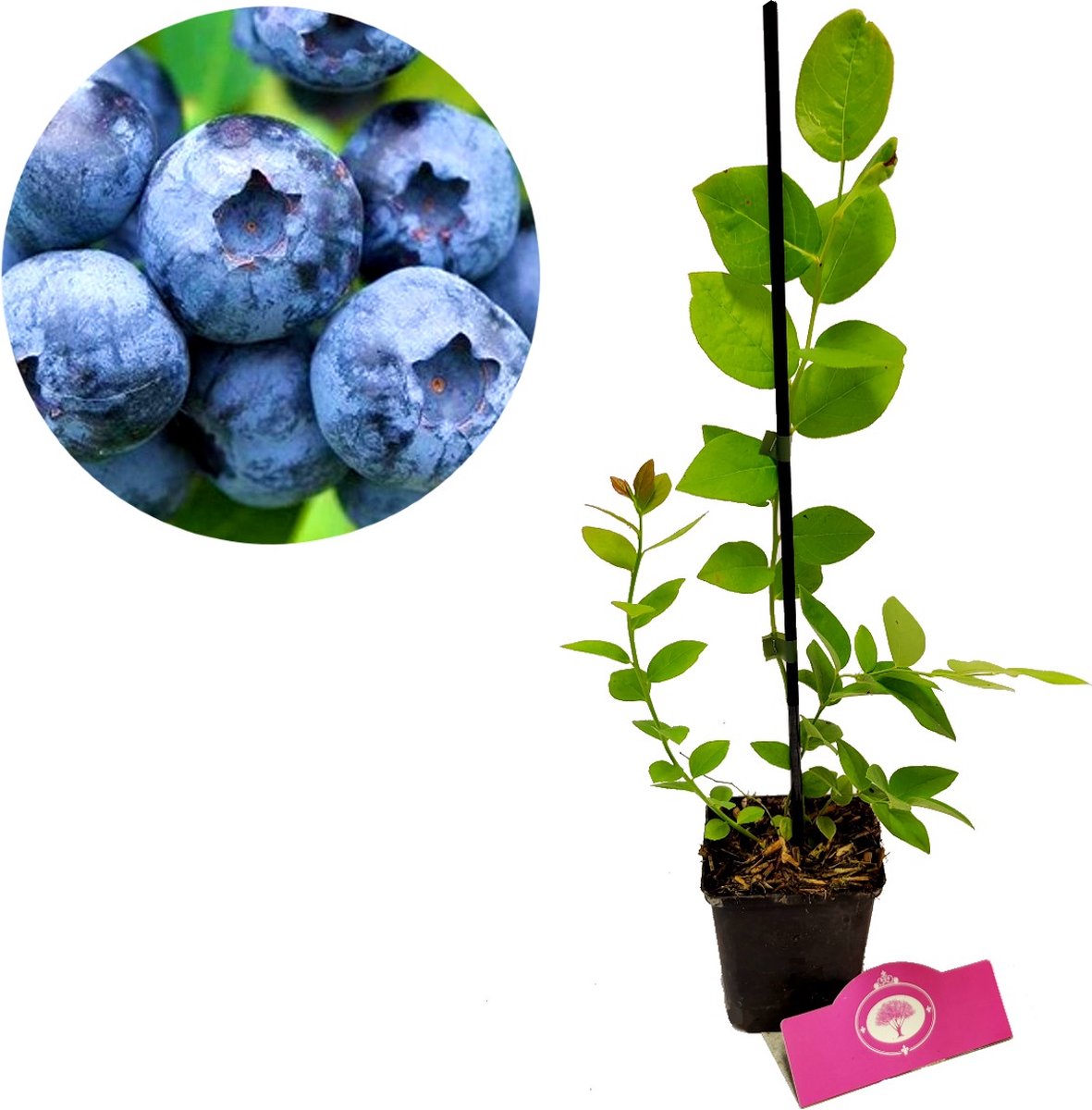  Set Van 3 Blauwe Bessen - Vaccinium Corymbosum – Hoogte 30cm – 9cm Pot – Mix A