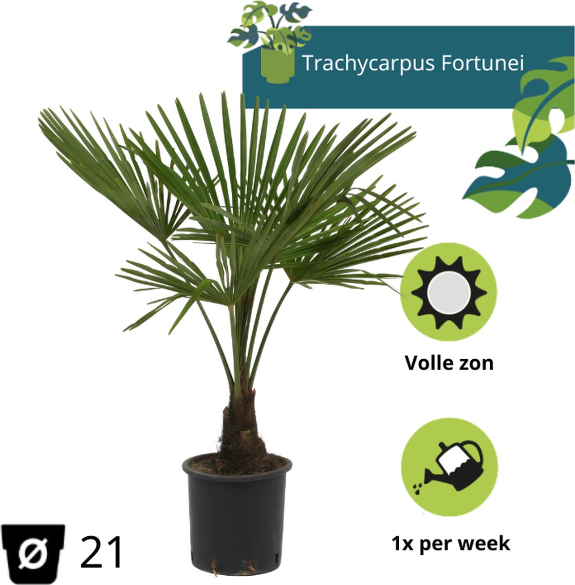  Winterharde Palmboom - Trachycarpus Fortunei 100cm