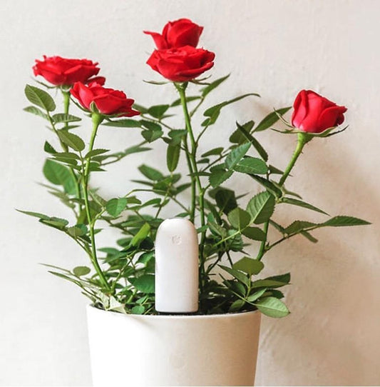  Xiaomi HHCC - Flower Care Smart Plant Sensor | Houdt De Welzijn Van De Planten Goed In De Gaten!!