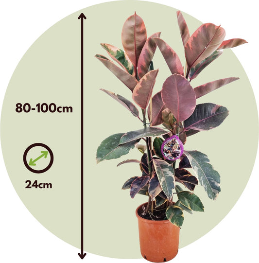  Plant In A Box - XL Ficus Belize - Luchtzuiverend - 'Rubberplant' - Kamerplant - Pot 24cm - Hoogte 80-90cm