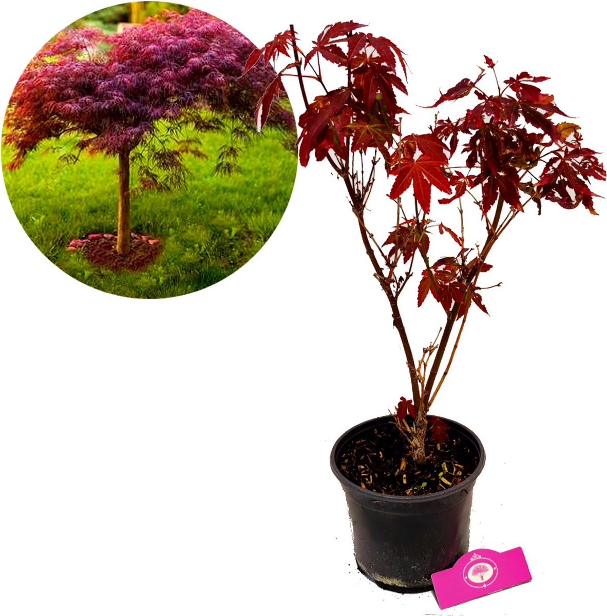  Acer Palmatum ‘Atropurpureum’, Rode Japanse Esdoorn - Hoogte 60cm - 3 Liter Pot