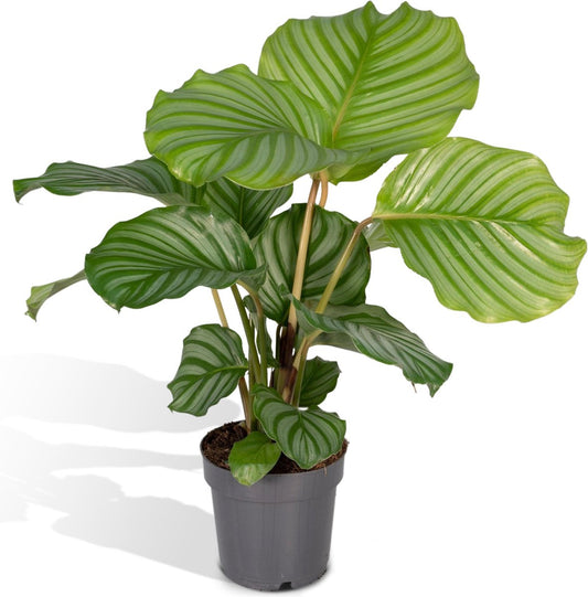  Calathea Orbifolia - 50cm
