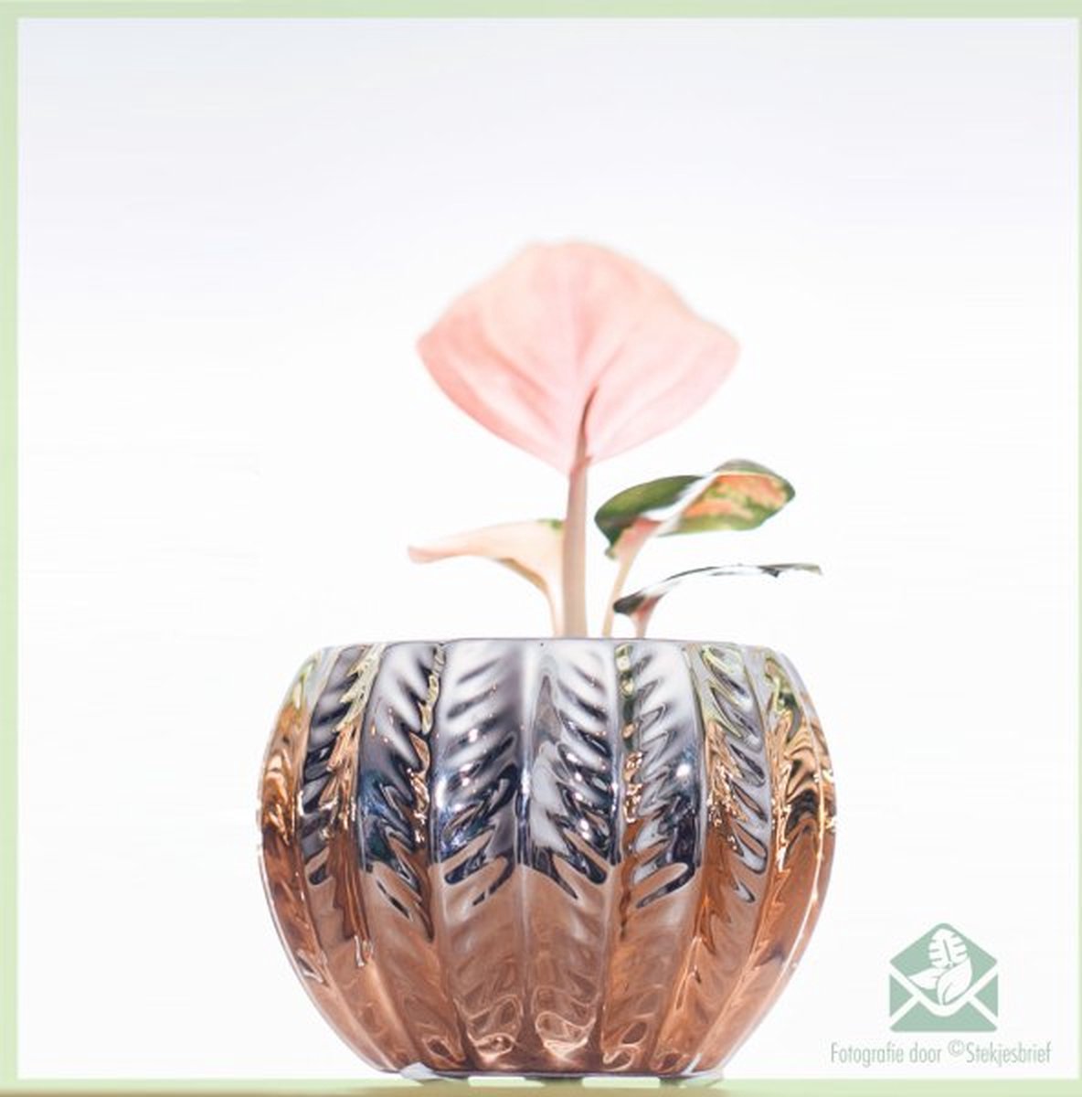 Merkloos Aglaonema Hybride Pink - Kamerplanten - Geworteld - Miniplantje - Babyplantje - Stekje