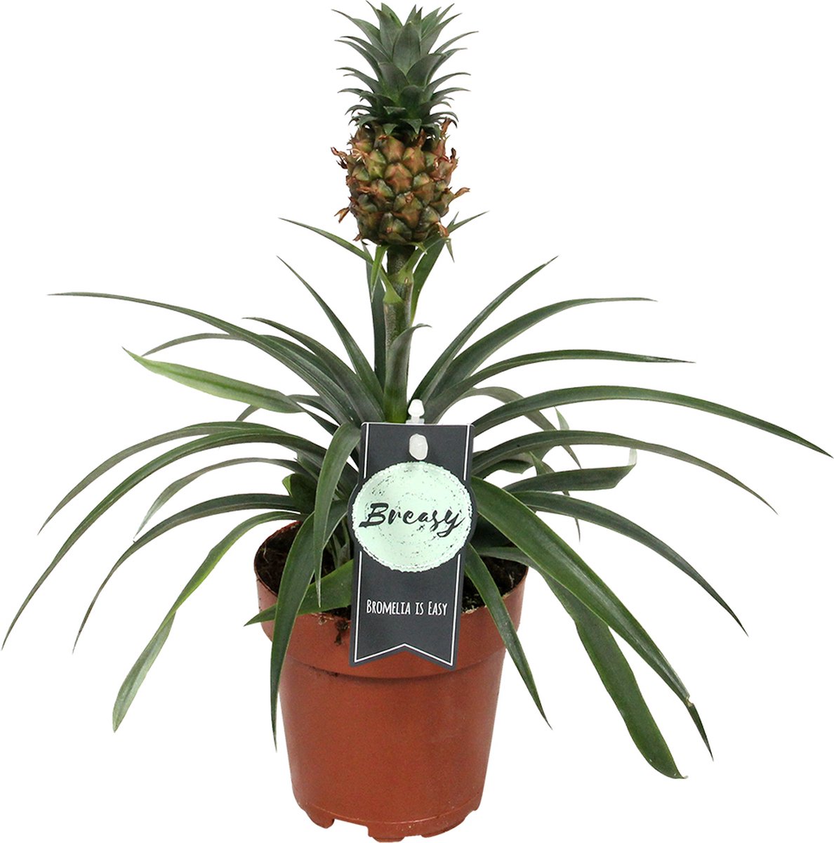  Breasy Ananasplant | Anti-snurk Plant | 1 Stuks | Ø 13cm | 35-40 Cm