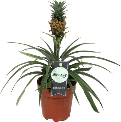  Breasy Ananasplant | Anti-snurk Plant | 1 Stuks | Ø 13cm | 35-40 Cm