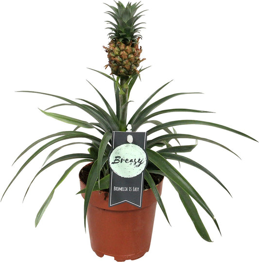  Breasy Ananasplant | Anti-snurk Plant | 1 Stuks | Ø 13cm | 35-40 Cm