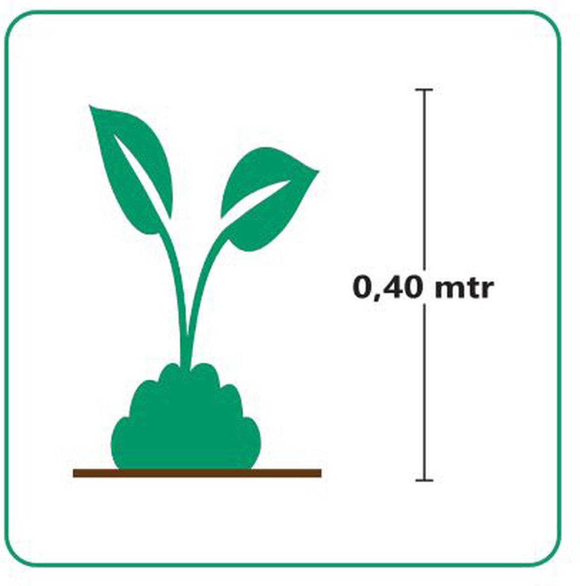 GP 12 X Japans Bloedgras - Siergras - Tuinplanten Winterhard - Vaste Planten - Imperata Red Baron - In 9x9cm Pot Met Hoogte 5-10cm