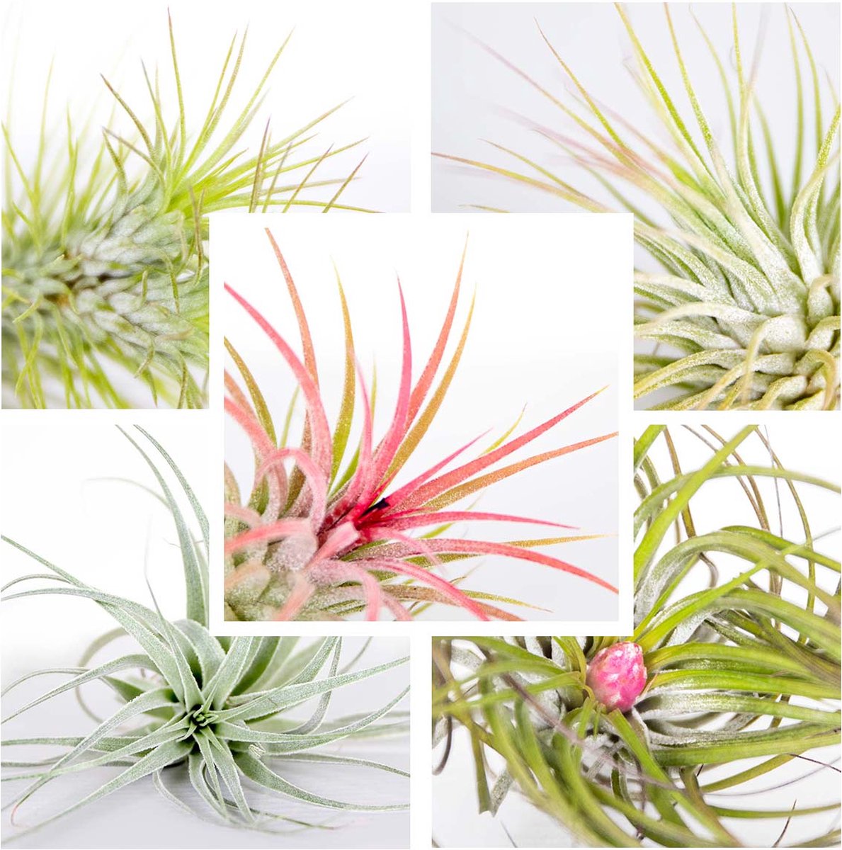  5x Tillandsia Mix - Luchtplantjes - Kamerplant – Onderhoudsvriendelijk