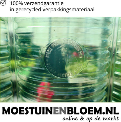  AANBIEDING - 1 Volle Veilingtray (12 Stuks) - Kleinbloemige Viooltjes (Viola Cornuta) - Violen Kleuren Mix - Potmaat 9 Cm - Zéér Winterhard - Bodembedekker - Terrasplant