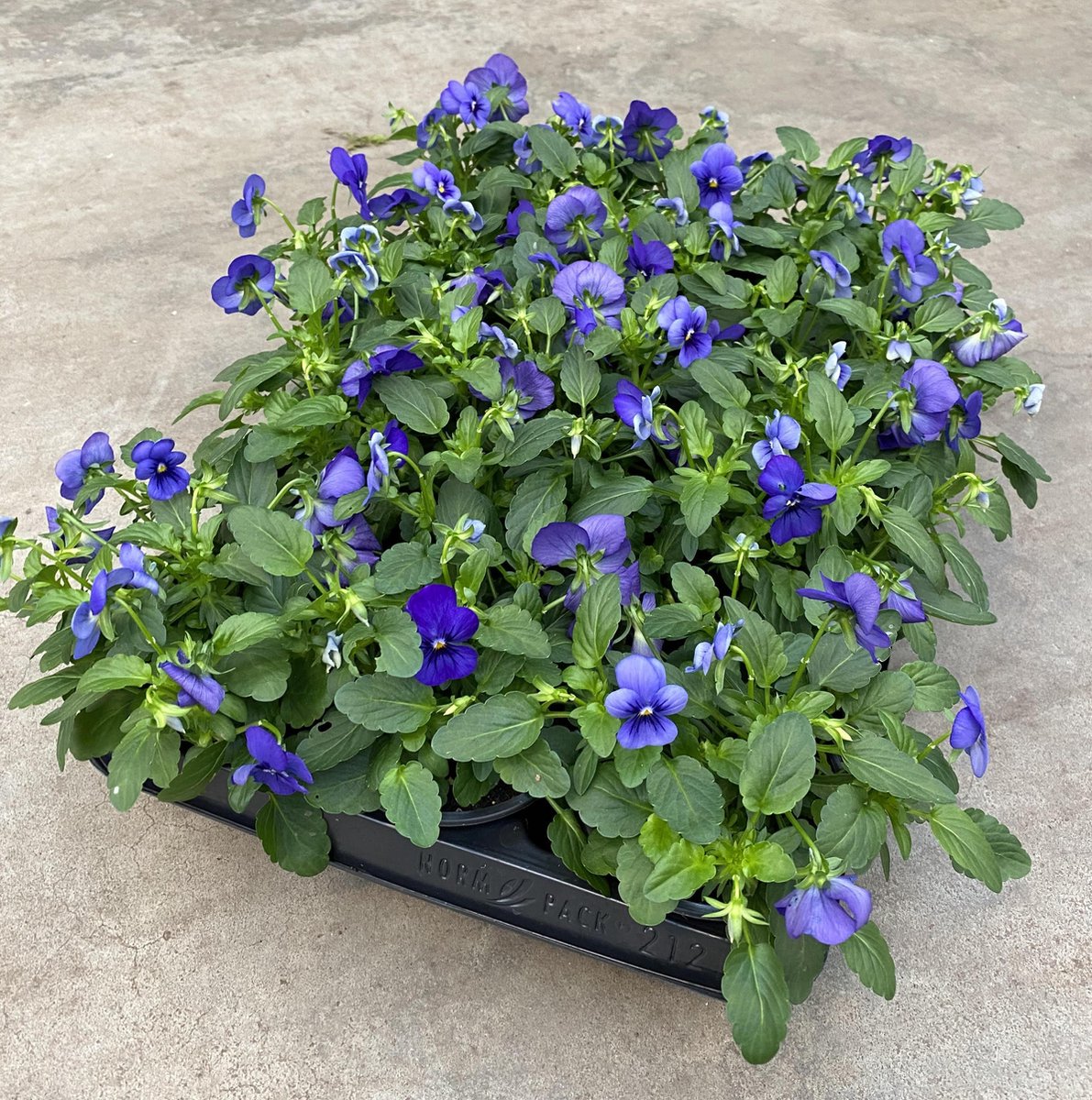 Merkloos Viooltje Grootbloemig Mix 12 Stuks