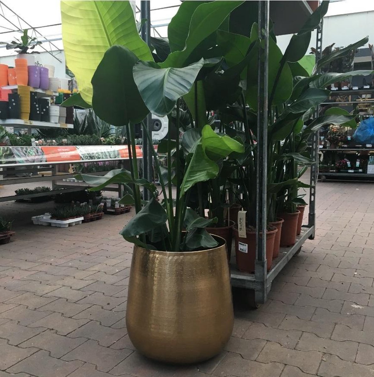  Gina Da Bloempot Karakter Goud - XL