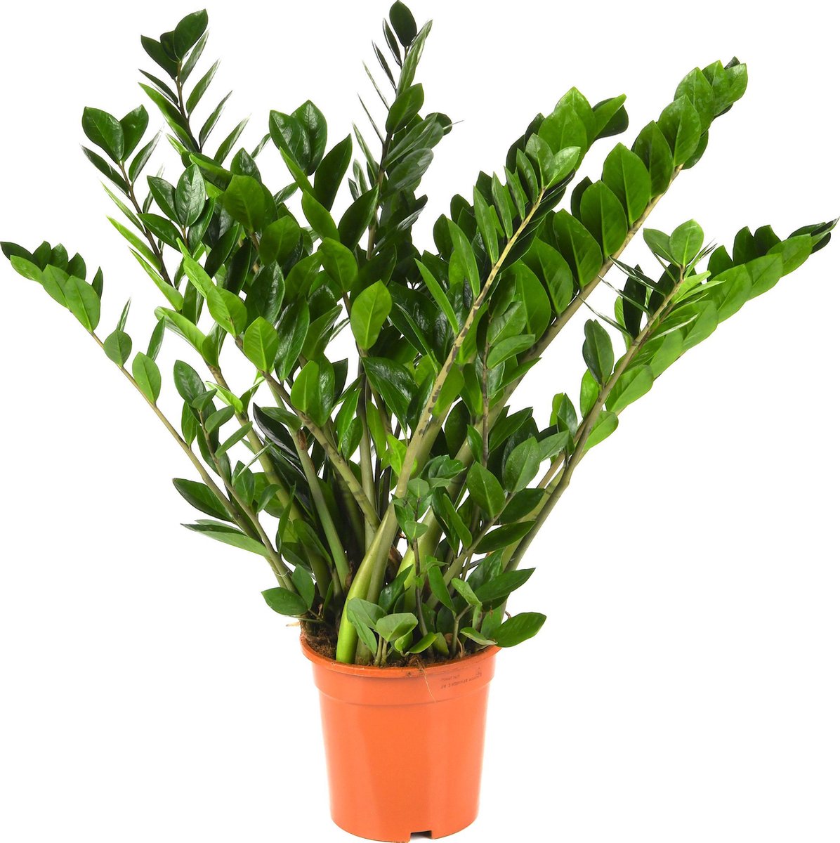  Zamioculcas Zamiifolia | Groene Kamerplant | Palm | Pot 21cm | Hoogte 75 Cm | Geleverd In Kwekerspot