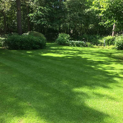  Schaduw Graszaad Voor 50m² Gras | Voor Een Gazon Met Veel Schaduw | Hitte &amp; Droogte Resistent
