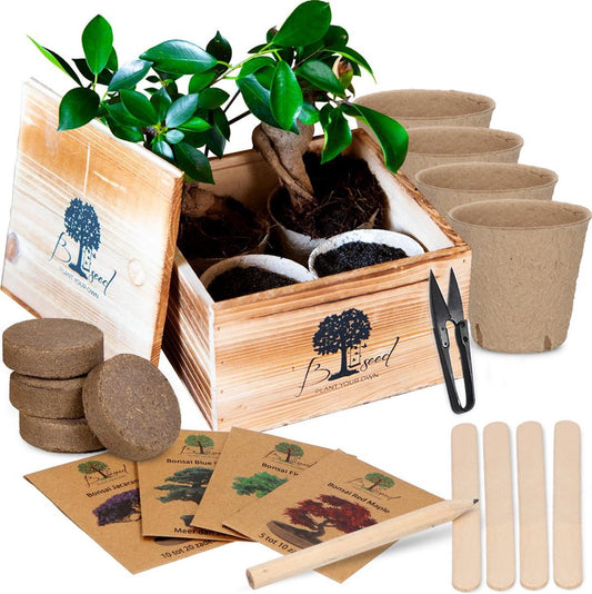 B-seed Starters Kit Incl. E-Book Bonsai Zaden Kweken - Boompje In Pot - Kamerplanten - Kweekset - Geschenkset - Kerstcadeau