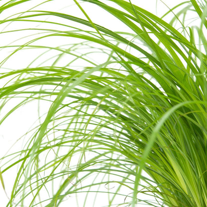Merkloos ZynesFlora - Cyperus - Kattengras - 2 Stuks - Ø 12 Cm - Hoogte: 25-30 Cm - Kamerplant