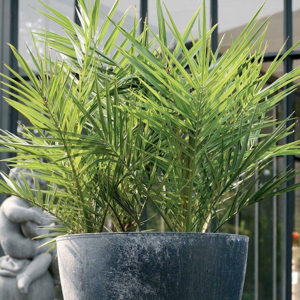  2x Phoenix Canariensis - Canarische Dadelpalm - Palm - Winterhard - ⌀15 Cm - 50-60 Cm