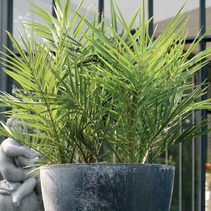  2x Phoenix Canariensis - Canarische Dadelpalm - Palm - Winterhard - ⌀15 Cm - 50-60 Cm