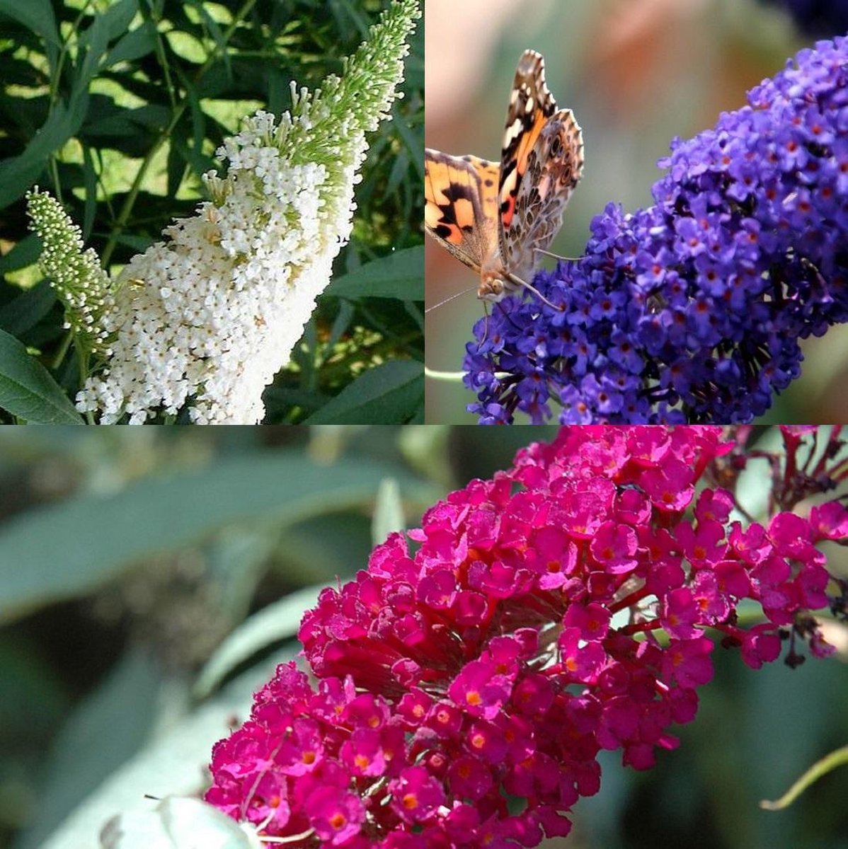  3 X Vlinderstruik Buddleja: Davidii 'Royal Red'/'White Profusion'/'Empire Blue' - Rood/Wit/Blauw, Meerjarig En Winterhard - Set Van 3 Vlinderstruiken / Vlinderplant | 3 X 1.5 Liter Potten - Aantrekkelijk Voor De Vlinder