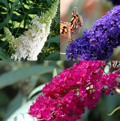  3 X Vlinderstruik Buddleja: Davidii 'Royal Red'/'White Profusion'/'Empire Blue' - Rood/Wit/Blauw, Meerjarig En Winterhard - Set Van 3 Vlinderstruiken / Vlinderplant | 3 X 1.5 Liter Potten - Aantrekkelijk Voor De Vlinder