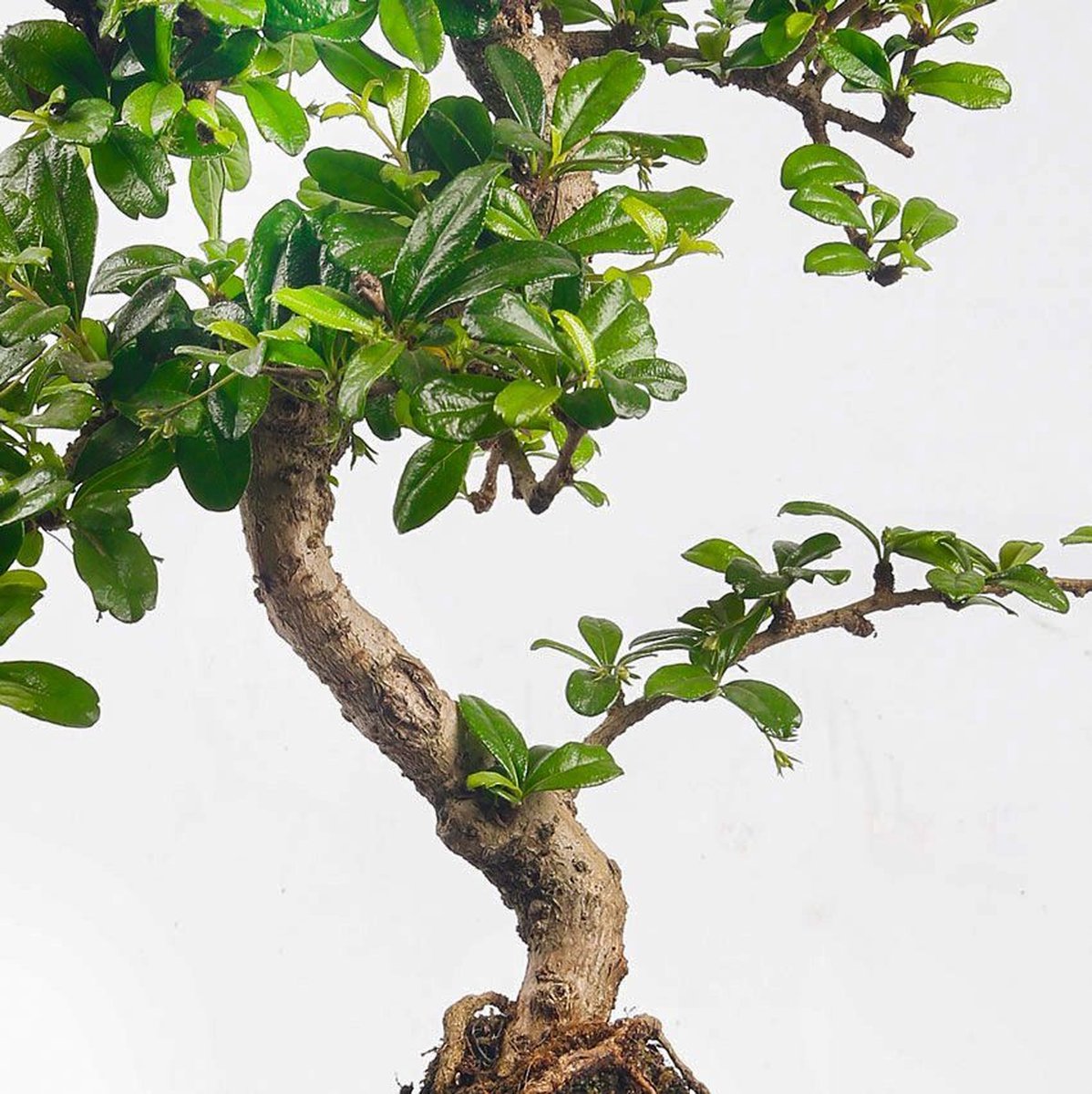 Bonsaiworld Bonsai Boompje + Starters Kit - 5-Delige Set - 10 Jaar Oude Bonsai Boom - Hoogte 25-30 Cm
