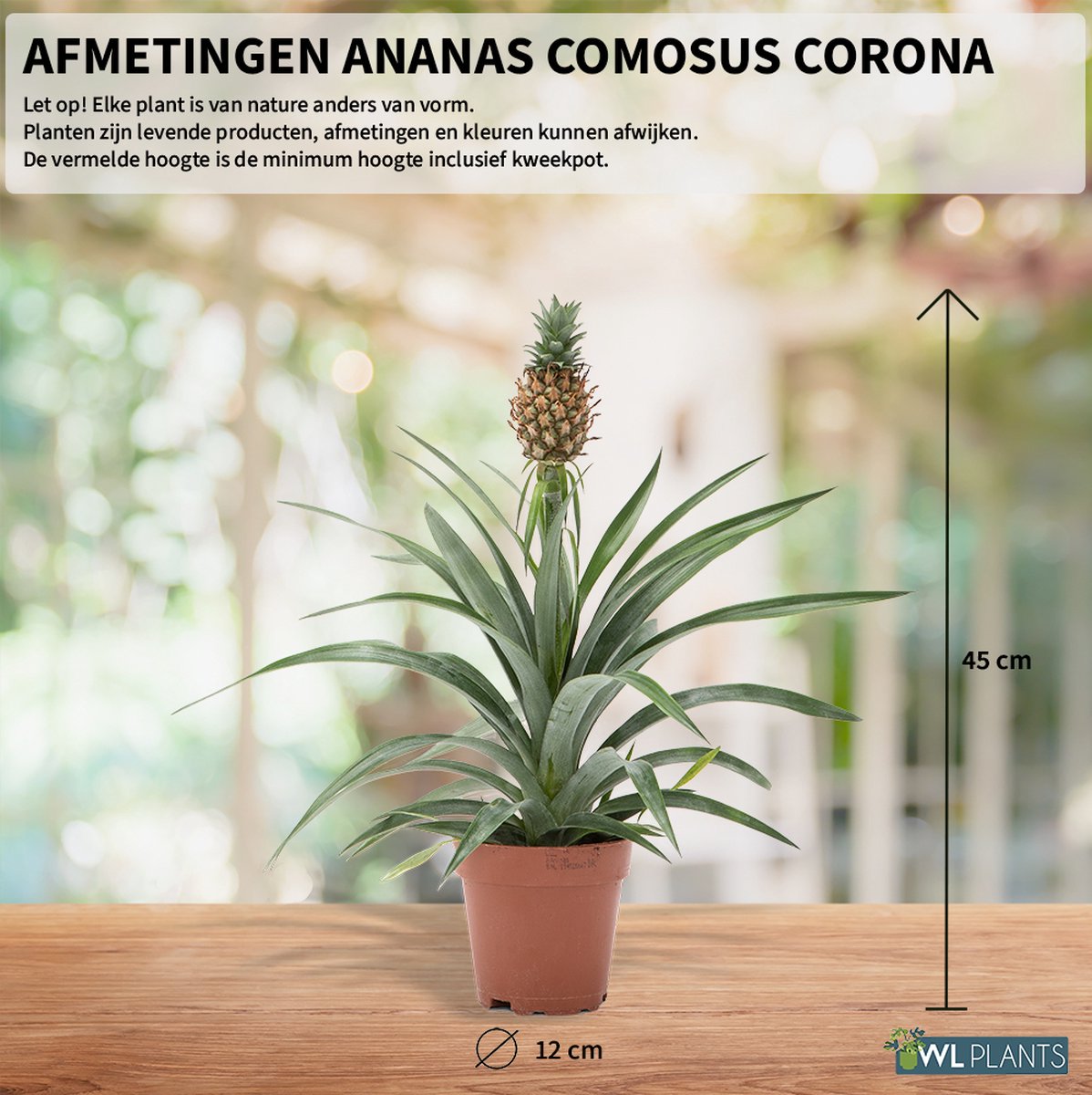  WL Plants - Ananasplant - Ananas Comosus - Kamerplanten - Bromelia - Anti Snurk - Zeer Luchtzuiverend - Gemakkelijk Te Verzorgen - ± 45cm Hoog – 12 Cm Diameter - In Kweekpot