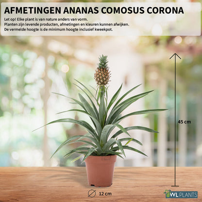  WL Plants - Ananasplant - Ananas Comosus - Kamerplanten - Bromelia - Anti Snurk - Zeer Luchtzuiverend - Gemakkelijk Te Verzorgen - ± 45cm Hoog – 12 Cm Diameter - In Kweekpot