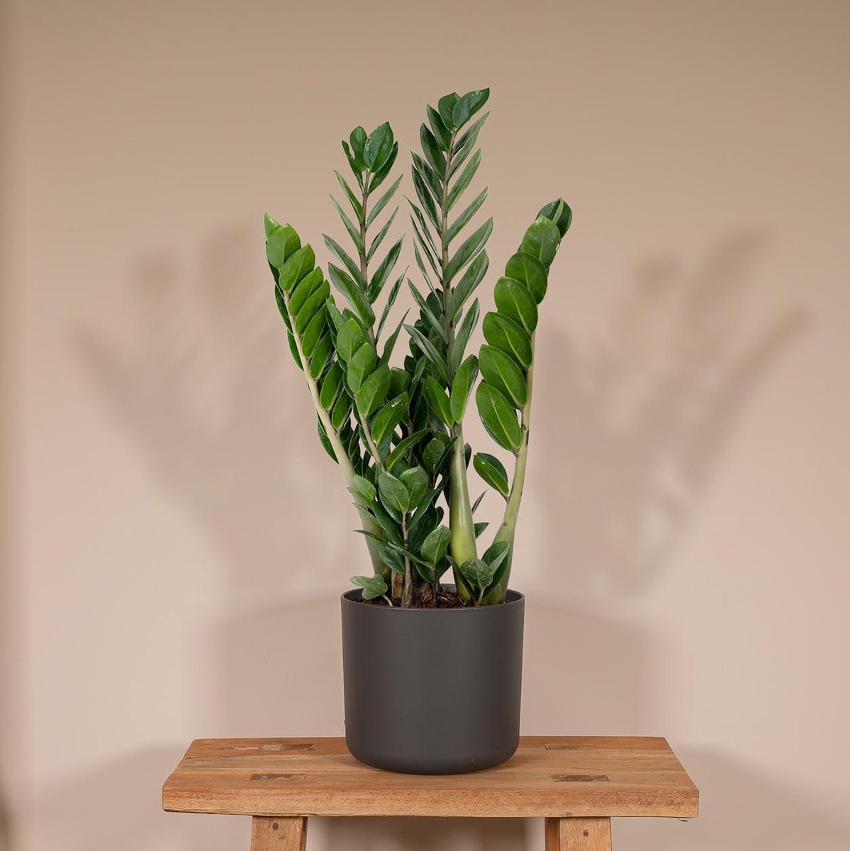  Zamioculcas Zamiifolia - Emerald Palm - 50cm