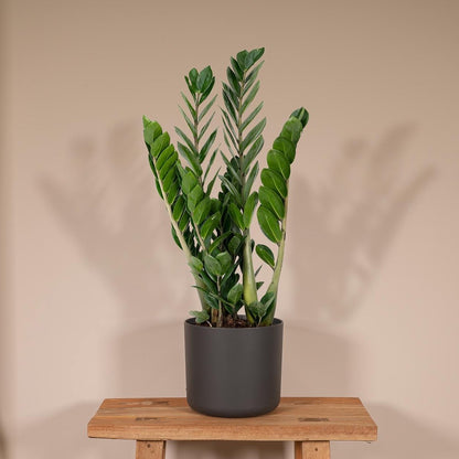  Zamioculcas Zamiifolia - Emerald Palm - 50cm