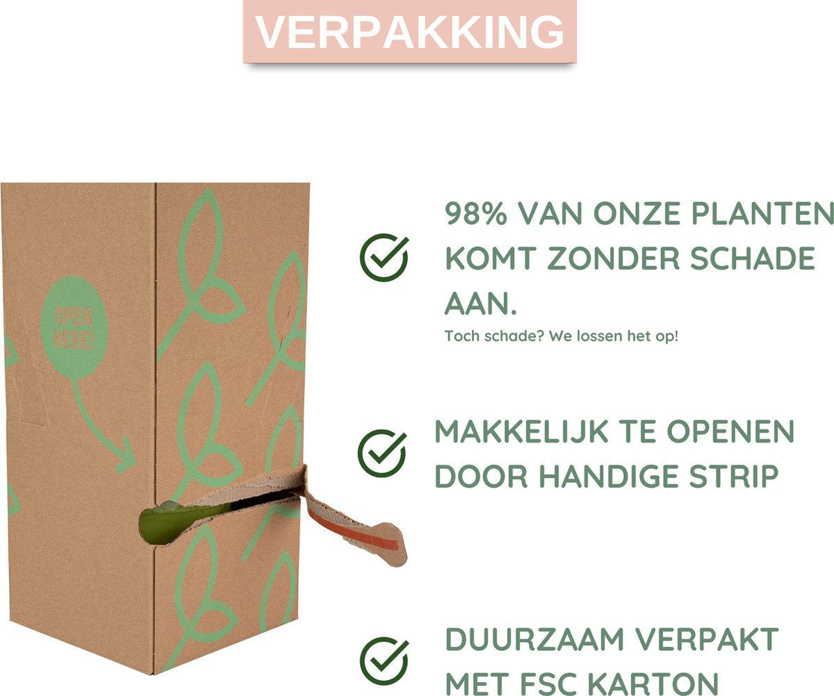  Dr. Green® Broeder Green - Met Kweekhandleiding - Aloë Vera Plant Groot 45 Cm - ø 15 Cm - Kamerplanten - Vetplant - Kamerplant Luchtzuiverend - Succulent
