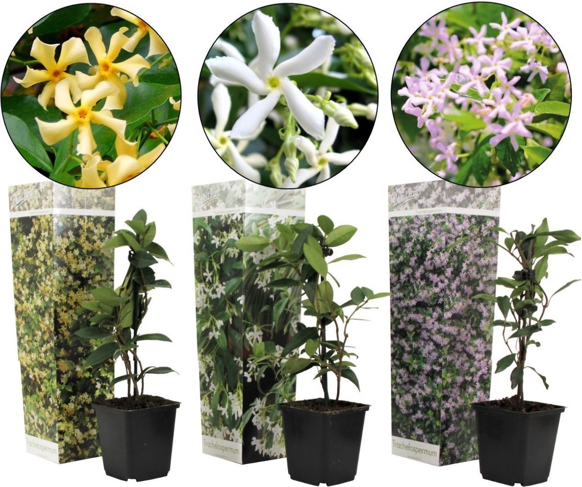  Plant In A Box - Mix Van 3 Jasmijn Klimplanten - Trachelospernum Jasminoïdes Tuinplanten - Pot 9cm - Hoogte 25-40cm