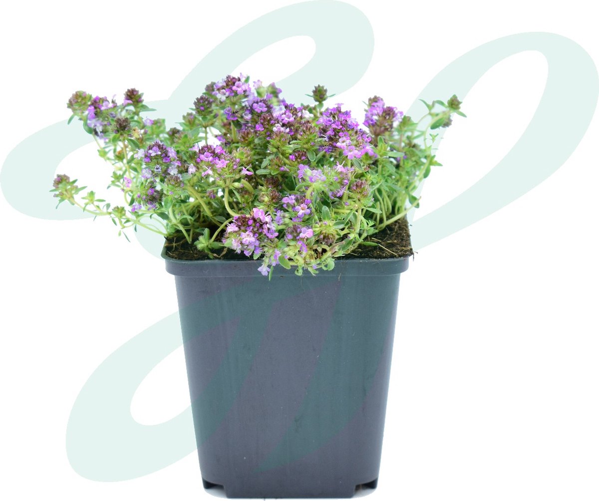GP 12 X Kruipend Tijm / Kruiptijm - Winterharde Tuinplanten - Thymus Praecox 'Purple Beauty' In 9x9cm Pot Met Hoogte 5-10cm