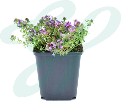 GP 12 X Kruipend Tijm / Kruiptijm - Winterharde Tuinplanten - Thymus Praecox 'Purple Beauty' In 9x9cm Pot Met Hoogte 5-10cm