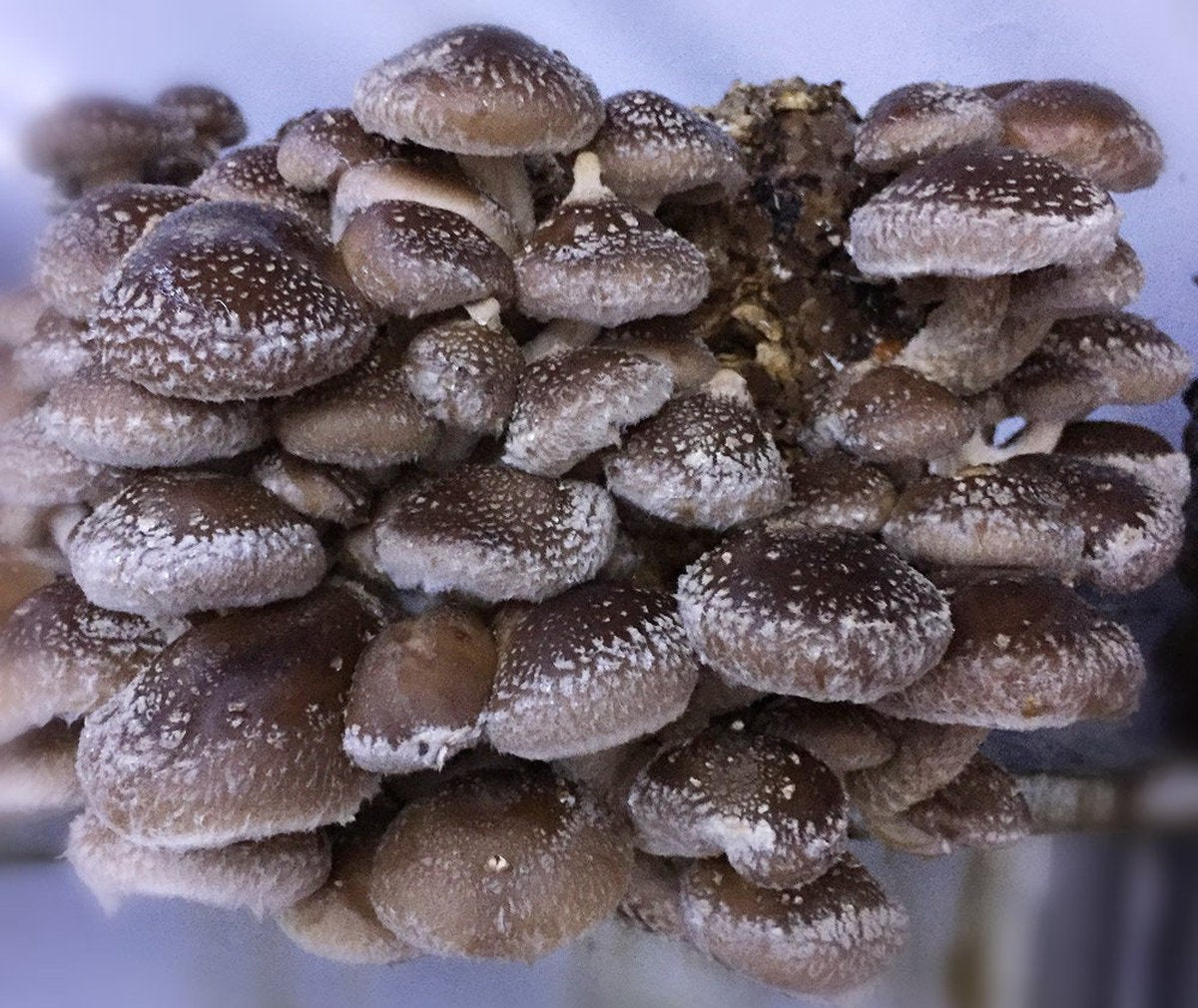  ToshiFarm Broed Voor Shiitake - 50 Gram - Zelf Shiitake Kweken - Broed Voor Shiitake Kweekset - Paddenstoel Sporen