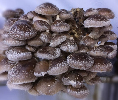  ToshiFarm Broed Voor Shiitake - 50 Gram - Zelf Shiitake Kweken - Broed Voor Shiitake Kweekset - Paddenstoel Sporen