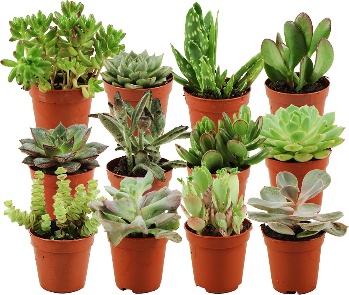  ZynesFlora - Mini Succulenten Mix - 12 Stuks - Ø 5,5 Cm - Hoogte: 5-10 Cm - Vetplant - Kamerplant