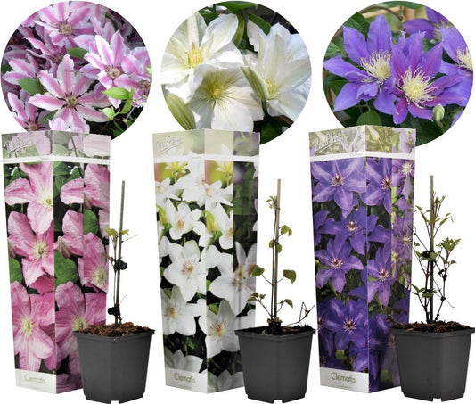  Plant In A Box - Mix Van 3 Clematis - Clematis Hybrid 'Mme Le Coultre', 'Hagley Hybrid', 'Polish Spirit' - Pot 9cm - Hoogte 25-40cm