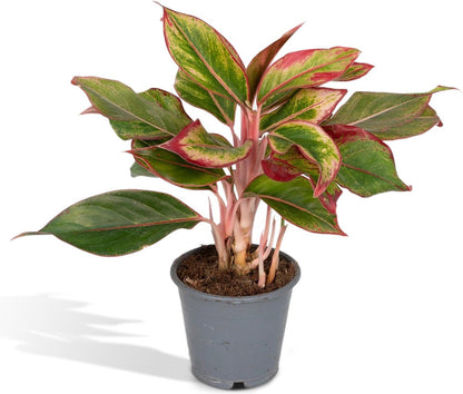  Aglaonema Crete - 30cm